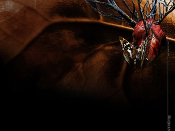 Heart, gothic, butterfly HD wallpaper