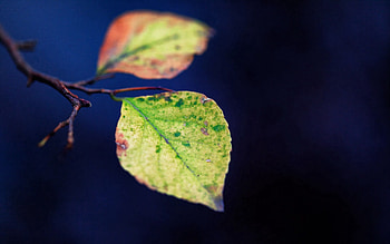 Leaves, Macro, Branch, Stains, Spots HD wallpaper