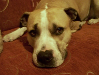 Nelly, weed, amstaff HD wallpaper