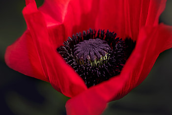 Macro, Petals, Bud, Poppy HD wallpaper