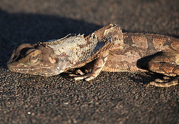 Frilled-neck lizard , Lizard admiration, Stunning visuals, delight HD wallpaper