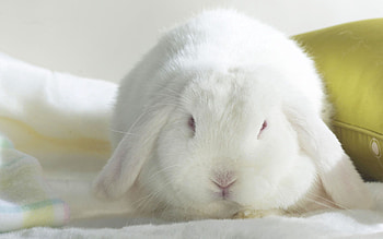 Animals, Fat, Thick, Nice, Sweetheart, Ears, Rabbit HD wallpaper