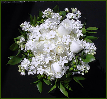 WHITES, white, black, roses, green, flowers, purity HD wallpaper