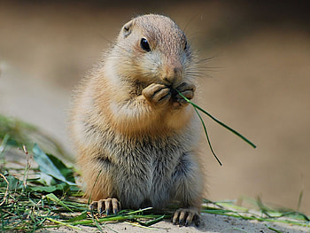 Animals, Rodents HD wallpaper