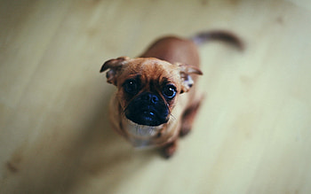 Animals, Dog, Muzzle, Sight, Opinion, Waiting, Expectation HD wallpaper