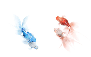red blue goldfish, blue, fish, goldfish, red HD wallpaper