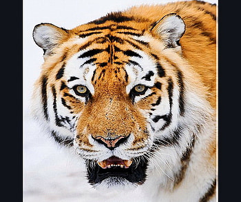 A kitty for Ramy, stripes, white, black, tiger, hunter, cat, orange HD wallpaper