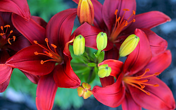 Plants, Flowers HD wallpaper