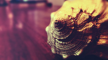 Miscellanea, Miscellaneous, Form, Spiral, Shell, Bend HD wallpaper