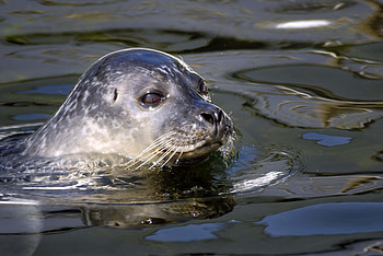 Animals, Water, To Swim, Swim, Seal HD wallpaper