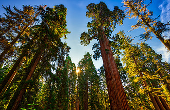 Redwood National Park, Must-see attractions, Nearby sights, Redwood exploration HD wallpaper