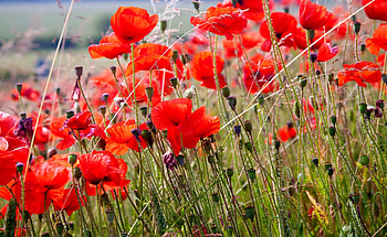 Flowers, Poppies, Summer, Blur, Smooth, Field HD wallpaper