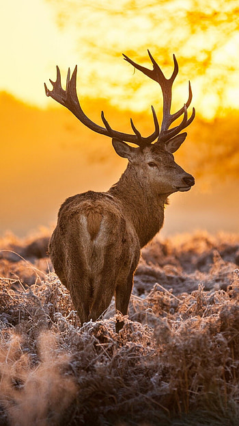 Gorgeous red deer, Striking appearance, Nature's masterpiece, Wildlife graphy HD phone wallpaper