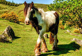 Animals, Nature, Grass, Beautiful, Horse HD wallpaper