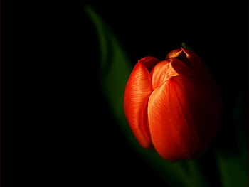 Plants, Flowers, Tulips HD wallpaper