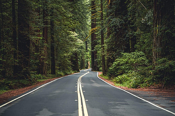 Redwood National Park, RV camping, Majestic trees, Nature sanctuary HD wallpaper