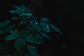 Leaves, Drops, Plant, Dark, Wet, Dew HD wallpaper