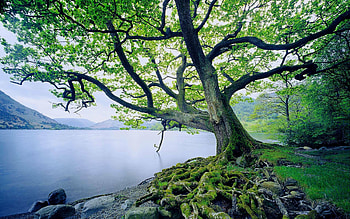 Tree, Nature, Oak Tree, Hintergrnde HD wallpaper