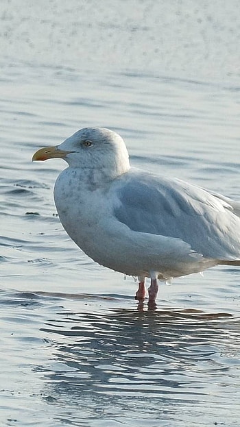 Glaucous, Northern Eurasia, Birds HD phone wallpaper