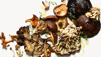 Mushroom types, Chanterelle, Oyster, Culinary variety HD wallpaper