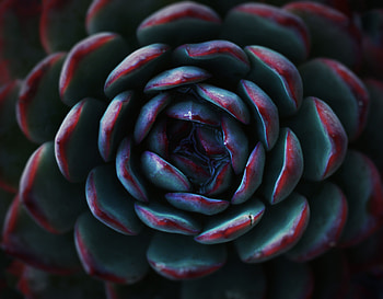 Flower, Macro, Petals, Succulent HD wallpaper