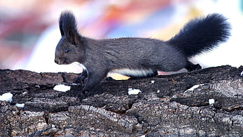 Animals, Squirrel, Wood, Tree, Bark, Climb HD wallpaper