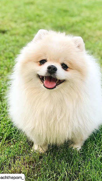 Pomeranian Dog, Cute Pomeranian Dog HD phone wallpaper