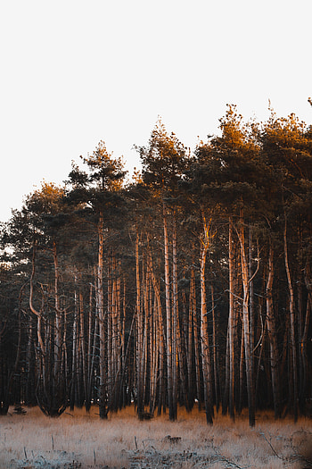 Nature, Trees, Grass, Sky, Forest, Branches HD phone wallpaper