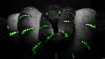 Black-Snake-Background-.jpg HD wallpaper