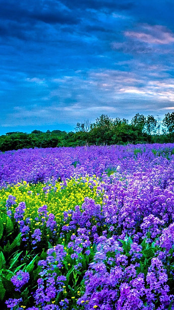 Earth field, Nature's carpet, Wide expanse, Peaceful sanctuary HD phone wallpaper