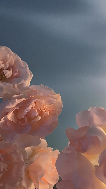 Flowers Aesthetic, Adorable Rose HD phone wallpaper