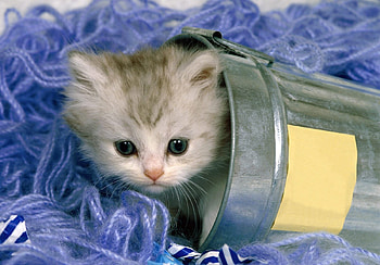 Puss On Ice, bucket, kitten, cat, ice HD wallpaper