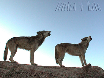 2 Wolves Howling on a Log, howling, grey wolves, wolves, logs, sky, wolves howling HD wallpaper