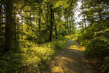 A serene forest pathway illuminated by soft sunlight, surrounded by lush green trees. HD wallpaper