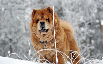 Chow Chow, Visual display, Captivating , Beautiful dogs HD wallpaper