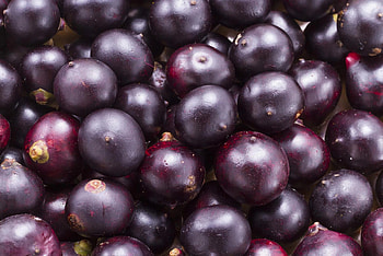 Acai berry powder, Nutritional supplement, Superfood product, Grohandel HD wallpaper