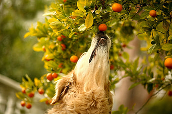 Animals, Tangerines, Dog, Muzzle, Branch, Curiosity HD wallpaper