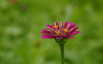 Zinnia, nature, macro, flower HD wallpaper