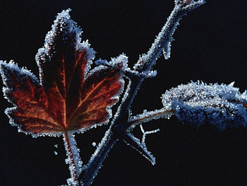 Ice On Leaves , leaves, ice HD wallpaper