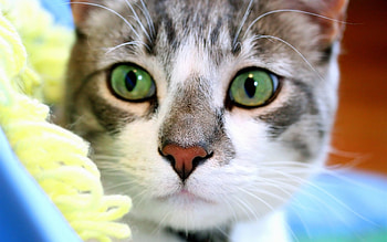 Animals, Cats HD wallpaper