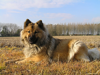 Animals, Grass, Fluffy, Dog, Eurasier, Eurasian, Oirazir, Oyrazir HD wallpaper