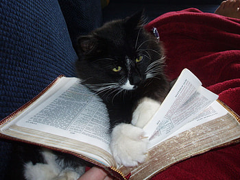 Cat for RipperSoul, clever, tired, book, reader, intelectual, cat, friend HD wallpaper