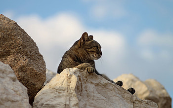Animals, Stones, Cat, To Lie Down, Lie, Fatigue HD wallpaper