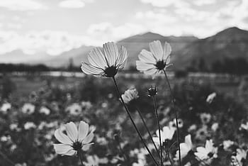 Beautiful black and white shot of cosmos flowers blooming in a Tibetan field with mountain backdrop. HD wallpaper