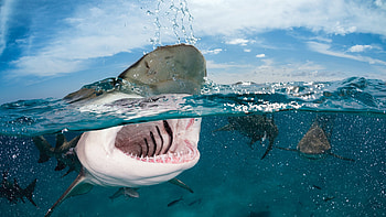 Indian Caribbean Atlantic, Caribbean Atlantic Ocean, Indian, Shark HD wallpaper