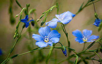 Beautiful flowers, blue, garden, nature, flower HD wallpaper