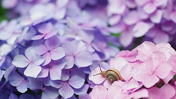 Snail, Hydrangea HD wallpaper