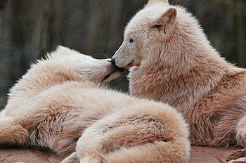 wolfs, animal, other, two, wolf HD wallpaper