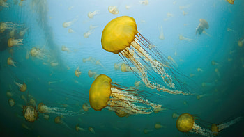 Jellyfish Off The Coast Of Carmel California, jellyfish, underwater, animals, graphy HD wallpaper