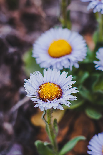 Flower, Plant, Macro, Close-Up, Bloom, Flowering HD phone wallpaper
